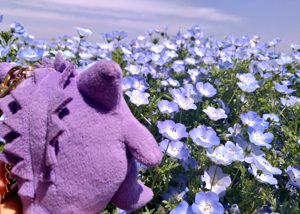 1432m_d's tweet photo. ネモフィラとゲンガーと https://t.co/vmc7nqxbR6