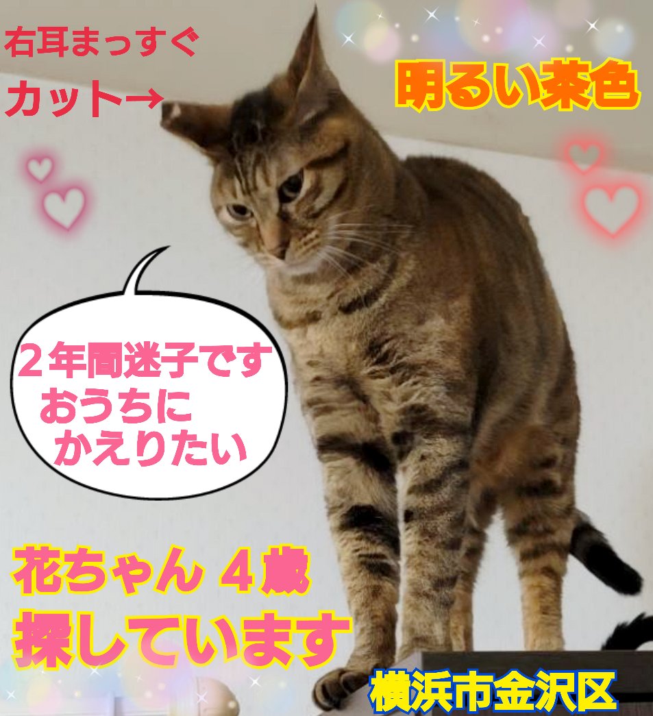 猫を探しています。花ちゃん４歳。麦わら猫または、茶系のキジトラ。右耳がまっすぐカット。2024年4月11日横浜市金沢区富岡東の自宅から外に出てしまい迷子のままずっと探しています。花を保護してくださっている方はいらっしゃいませんか。
#猫を探しています 
#拡散希望 
#リポストお願いします