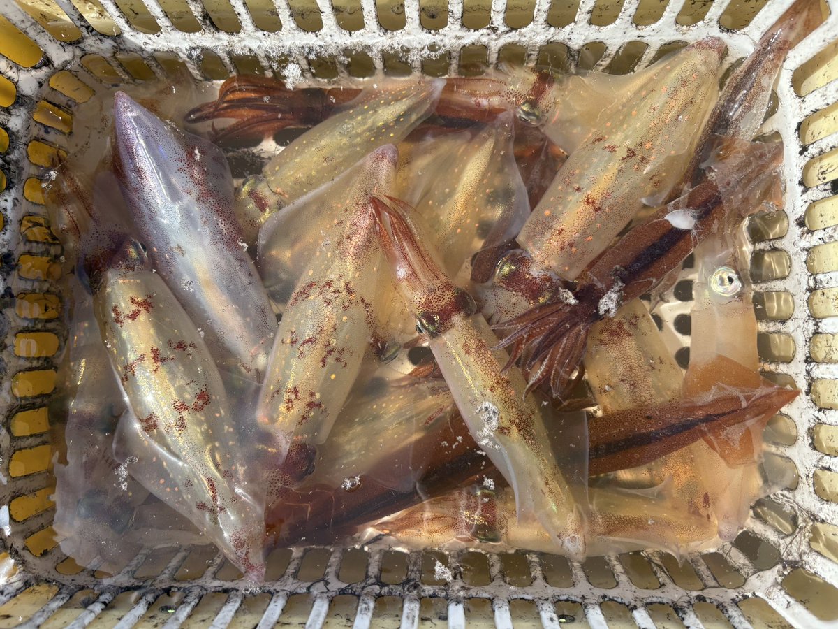 fishing_yasuta tweet media