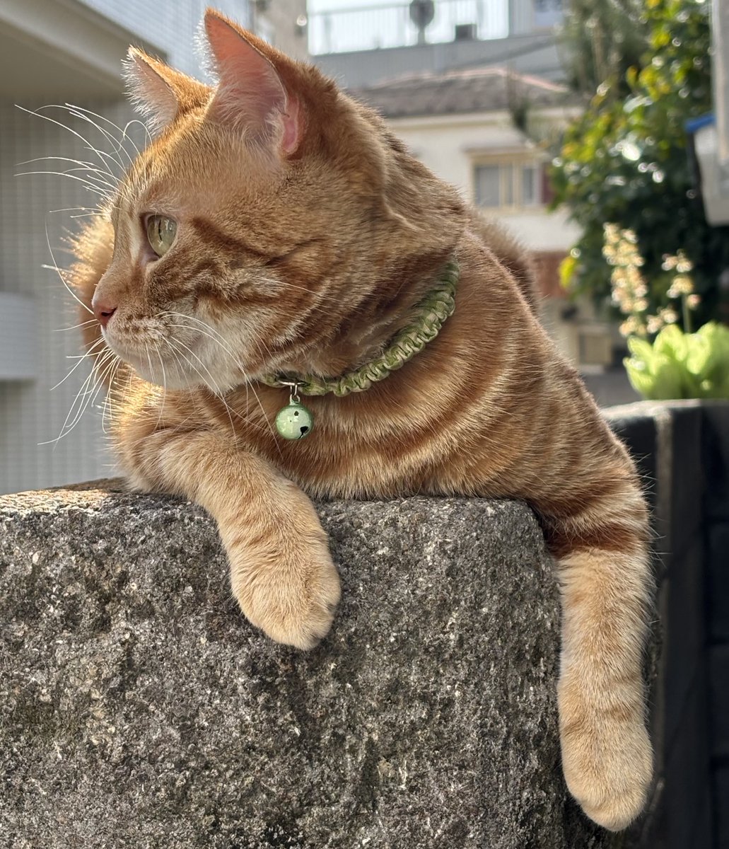 5ohEn's tweet photo. 茶々の呟き😽

ポカポカ☀️
寝てしまいそうฅ(>ω<*ฅ)ﾆｬ🎶 https://t.co/dmfDhGe1ts