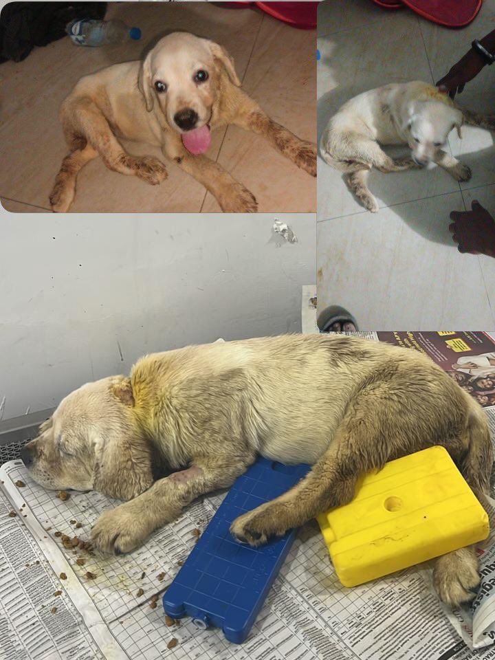 yash saghal tweet media