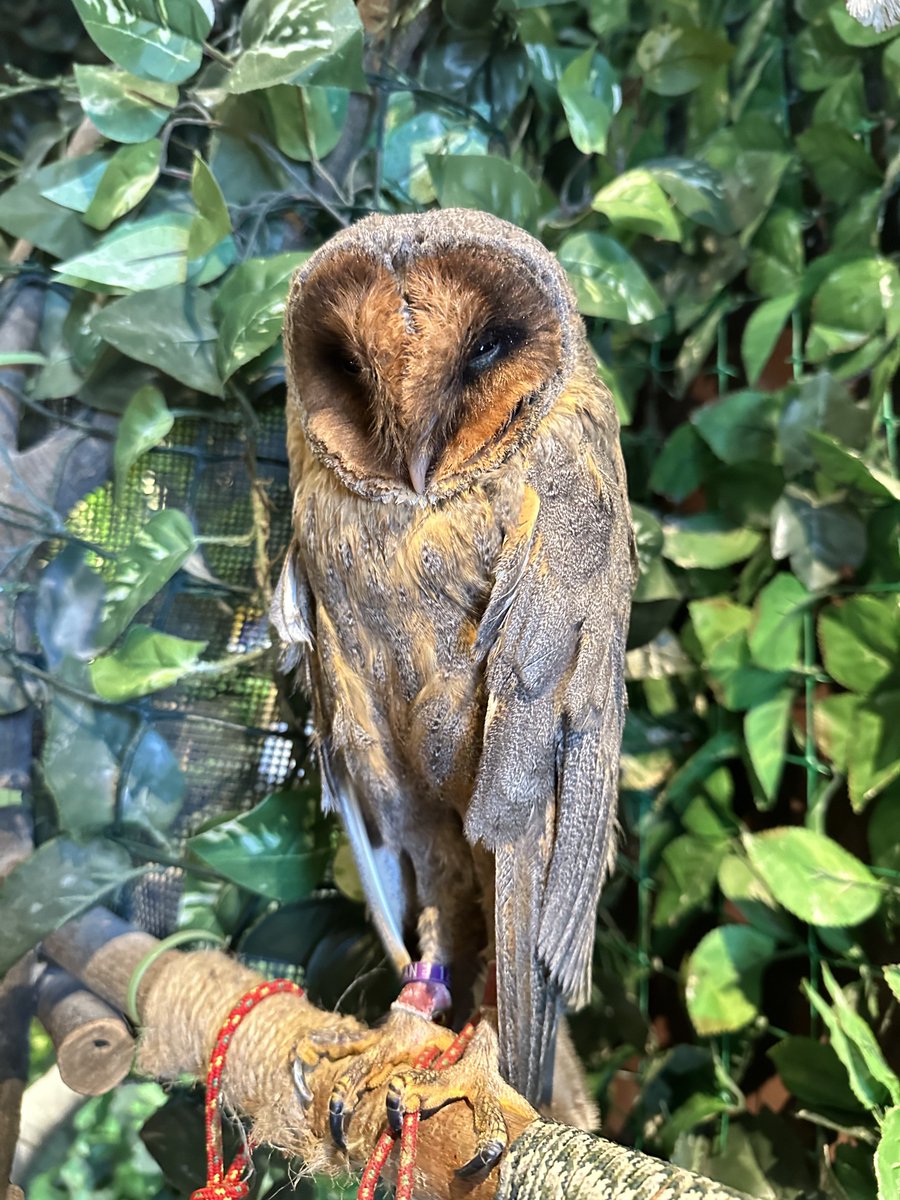owlcafe_rakuen's tweet image. 爪と嘴カットのメンテナンスのご利用で
メンフクロウのミーちゃんとクロちゃんが
遊びに来てくれました🦉🦉

いつもご利用ありがとうございます🙇🏻‍♂️

#フクロウカフェ
#フクロウ
#ペット