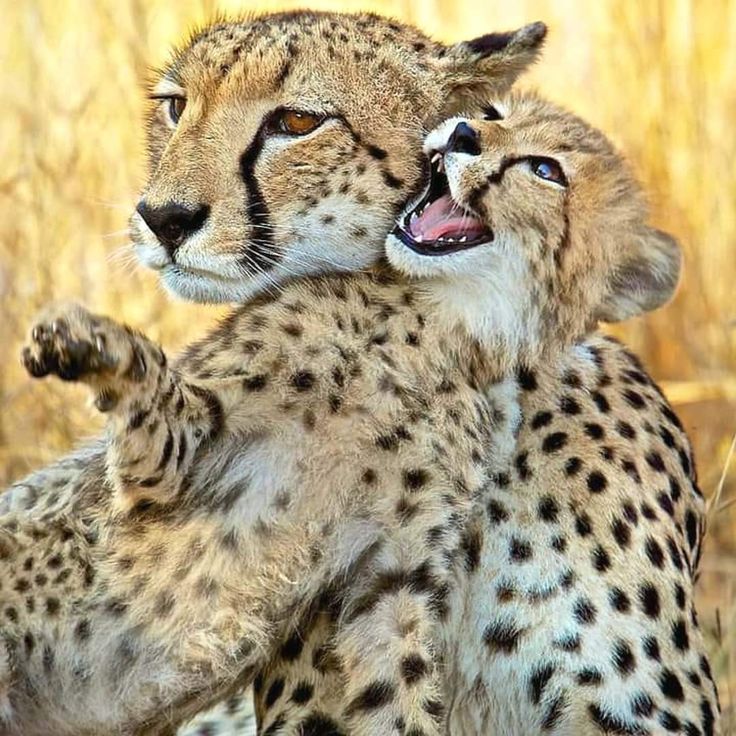 IT'S LION AND TIGERS WORLD tweet media