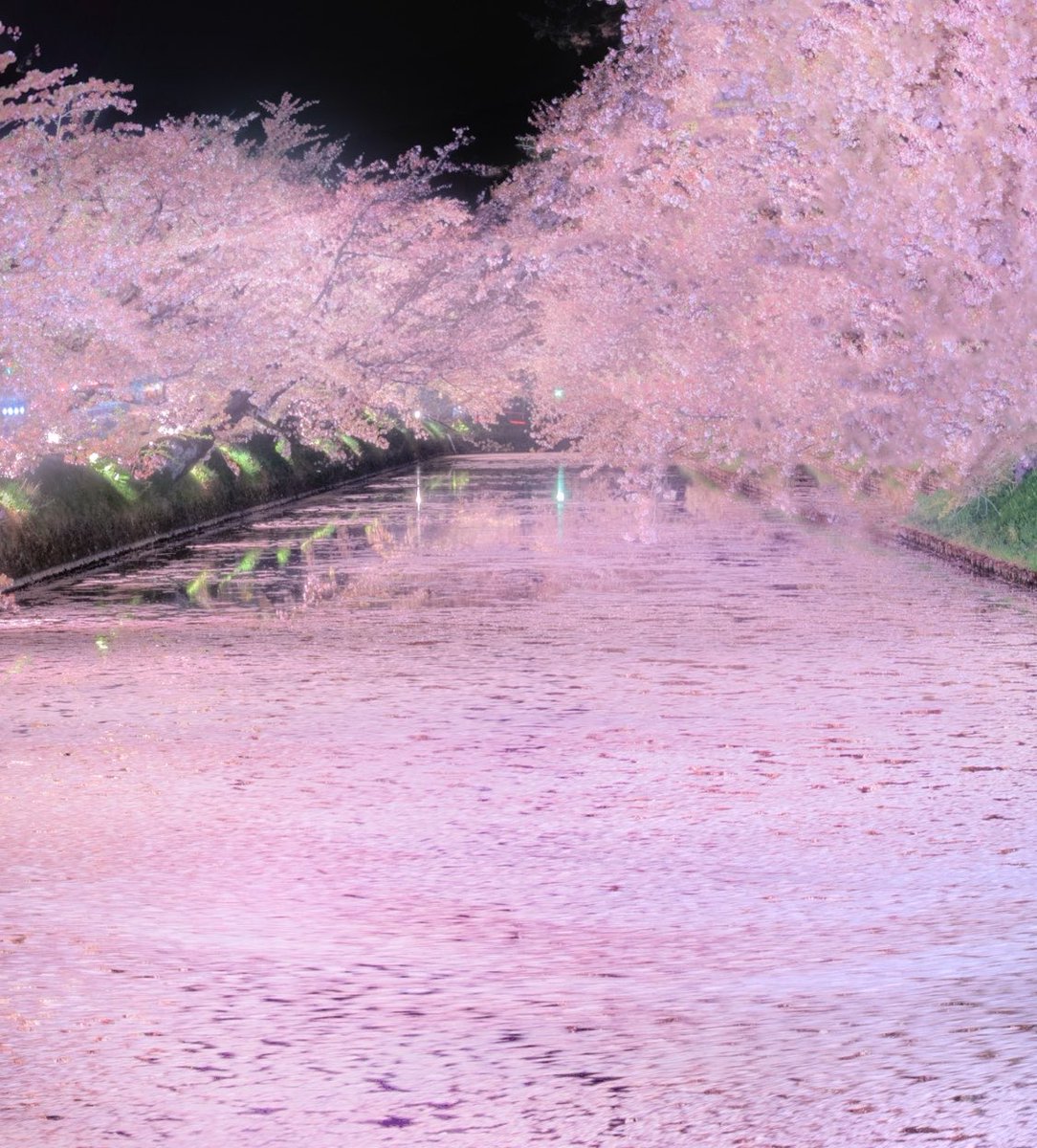 弘前、花筏（はないかだ）
#弘前
#花筏
#桜