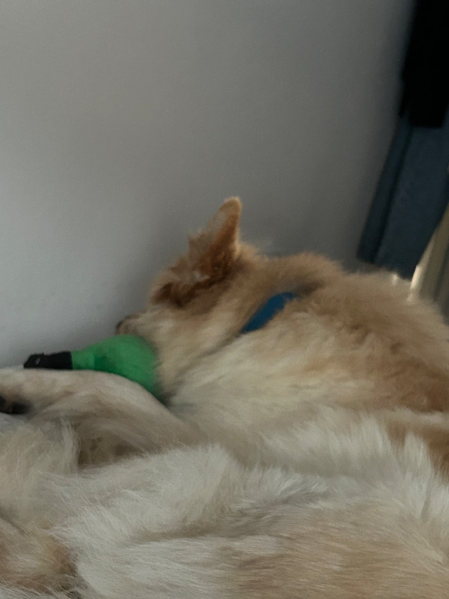 Patricia Ann Smith tweet media