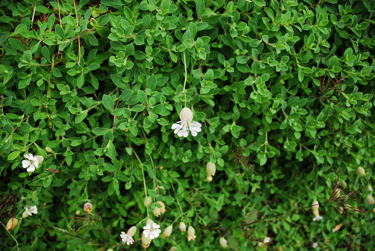 33miura's tweet image. BW
 
無性にモノクロ・フィルムで撮影したい！
 
六甲山高山植物園
 
#CAMERA
#Leica
#Nikon
#Bronica
#Kodak
#FujiFilm
