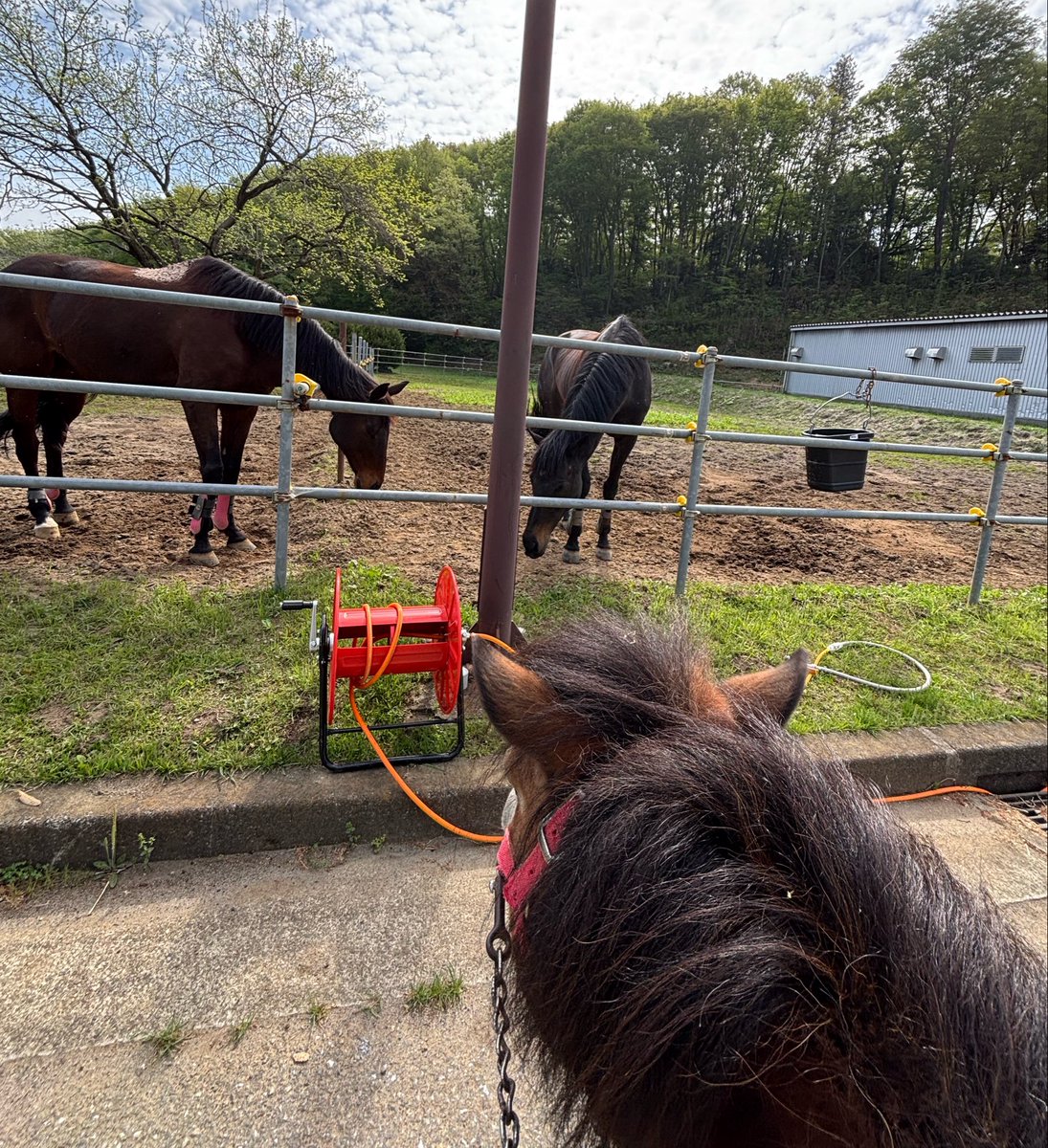 hosei_eq's tweet photo. モカも仲間に入りたいらしいです。
 #法政大学馬術部  #馬術部の日常  #モカ  #ヤマニンマンダリン  #ヤマニンエミュ https://t.co/Wfunh8wokR
