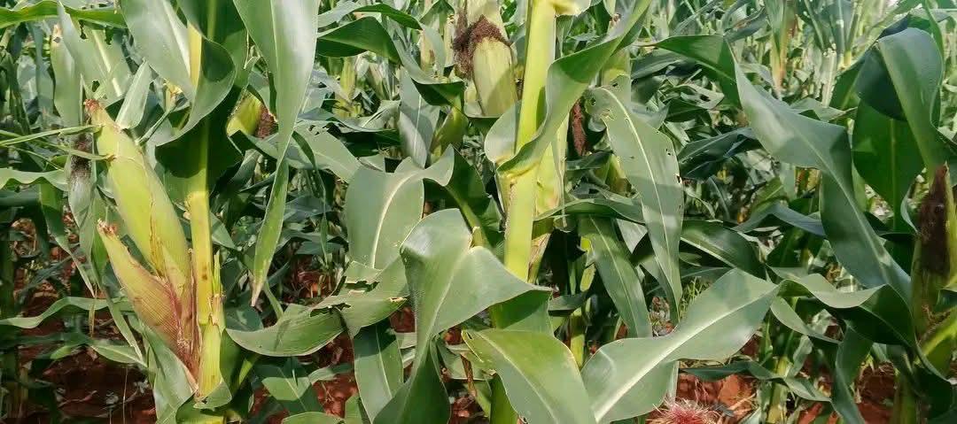 Abiy Ahmed Ali 🇪🇹 tweet media