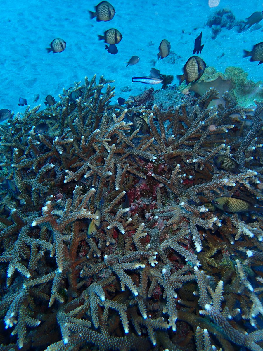 enadive's tweet photo. Come having fun with them, book to https://t.co/HnQv5WaDgS #divers #divetrip #scubadivers #divingboat #boatdiving https://t.co/bAVGf9VzpC