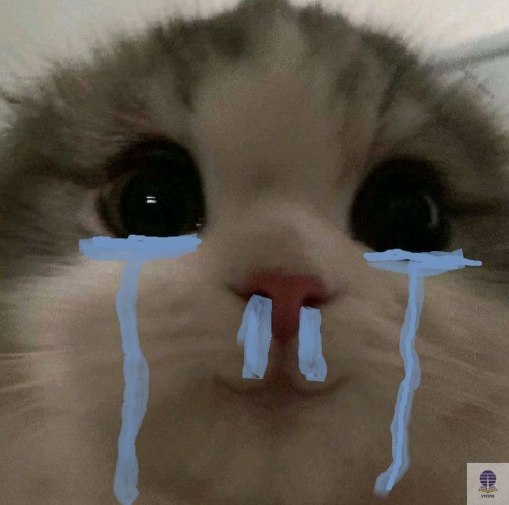 UTFESS | CEK PINNED 📌 tweet media