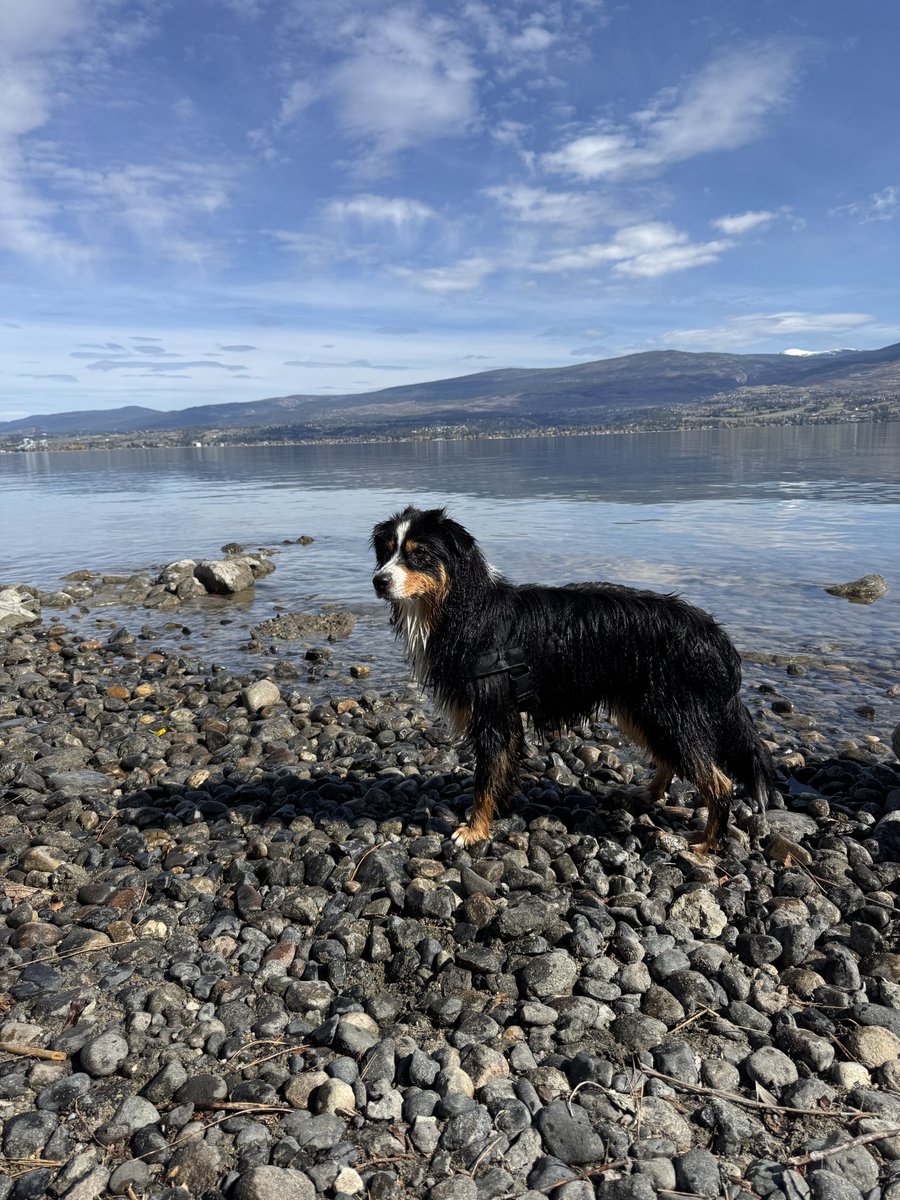 めいのケロウナライフ🇨🇦 tweet media