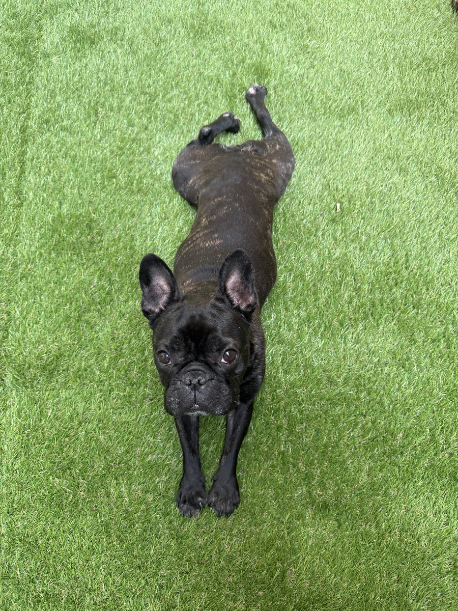 フレブルのとうふちゃん tweet media