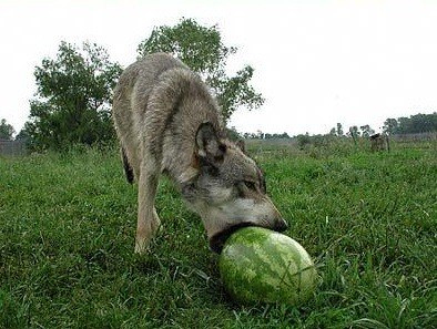 Wolves love watermelon 🥰🥰