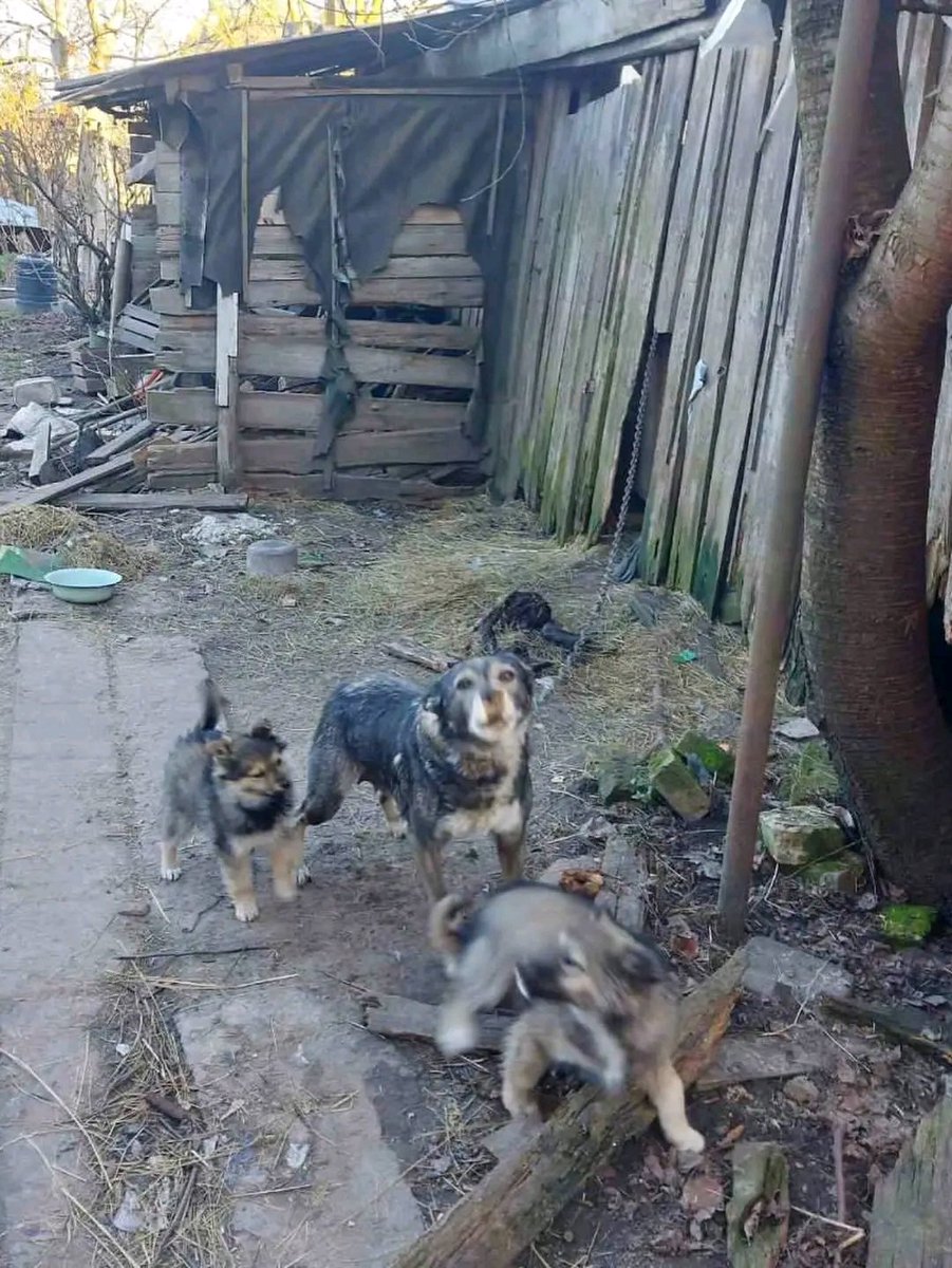 Проня Прокопивна tweet media