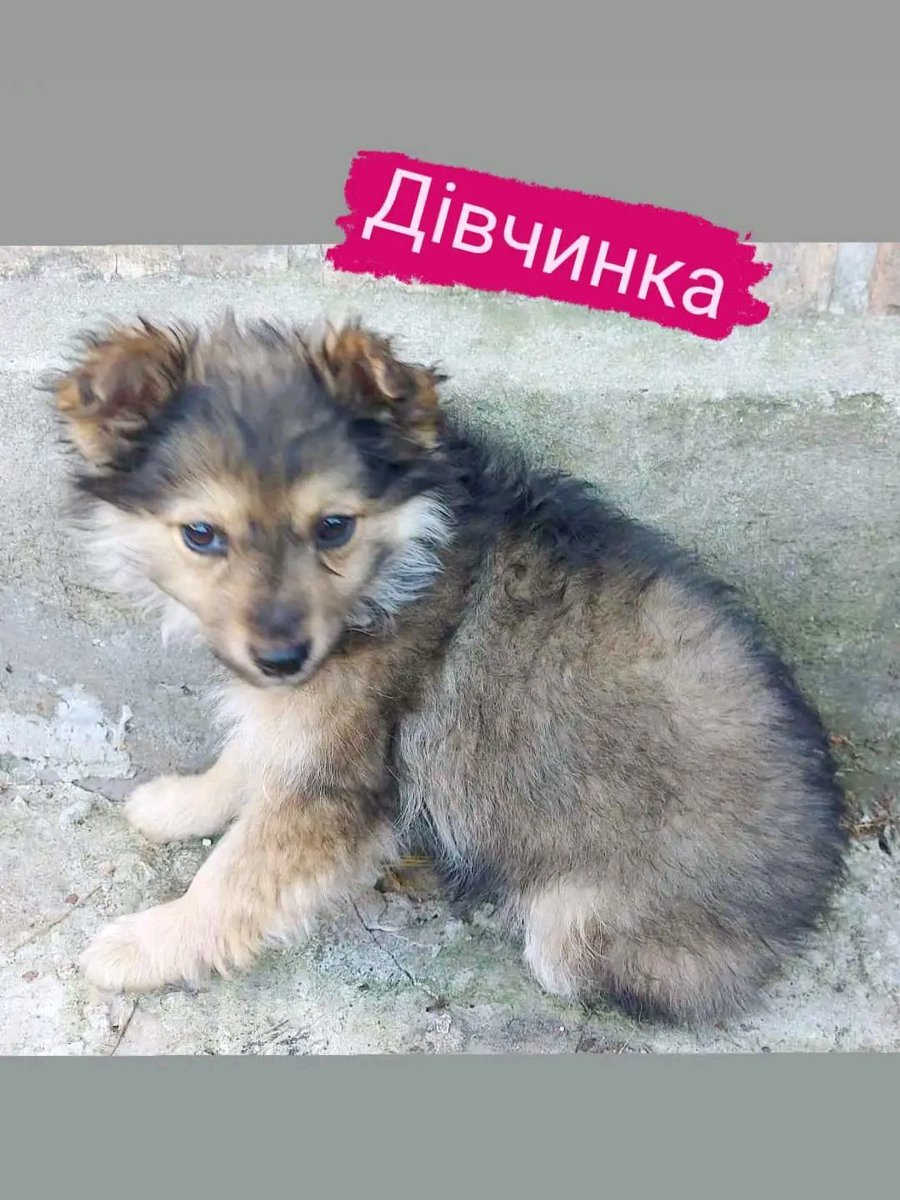 Проня Прокопивна tweet media
