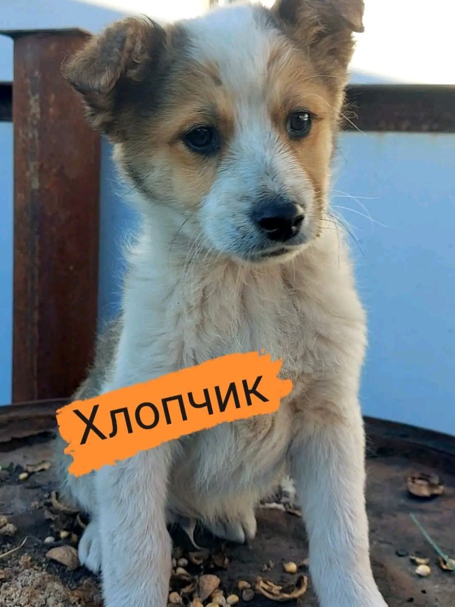 Проня Прокопивна tweet media