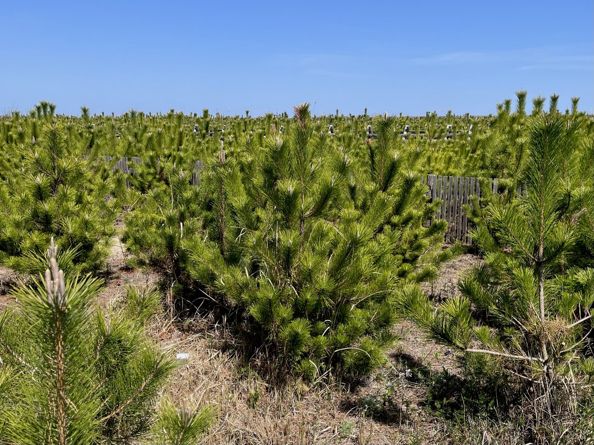 かんのさゆり🍉 tweet media