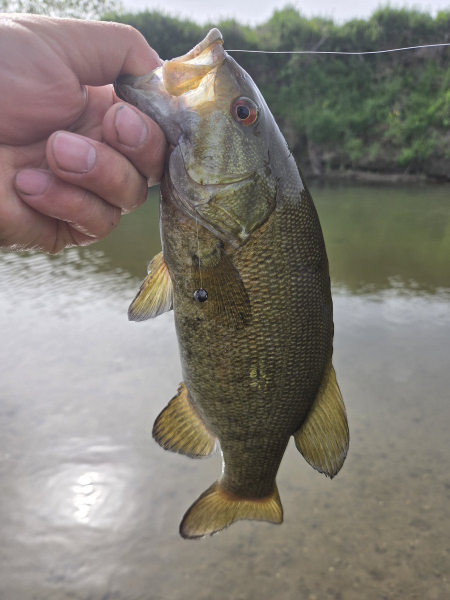 クマゴロ🐻 tweet media