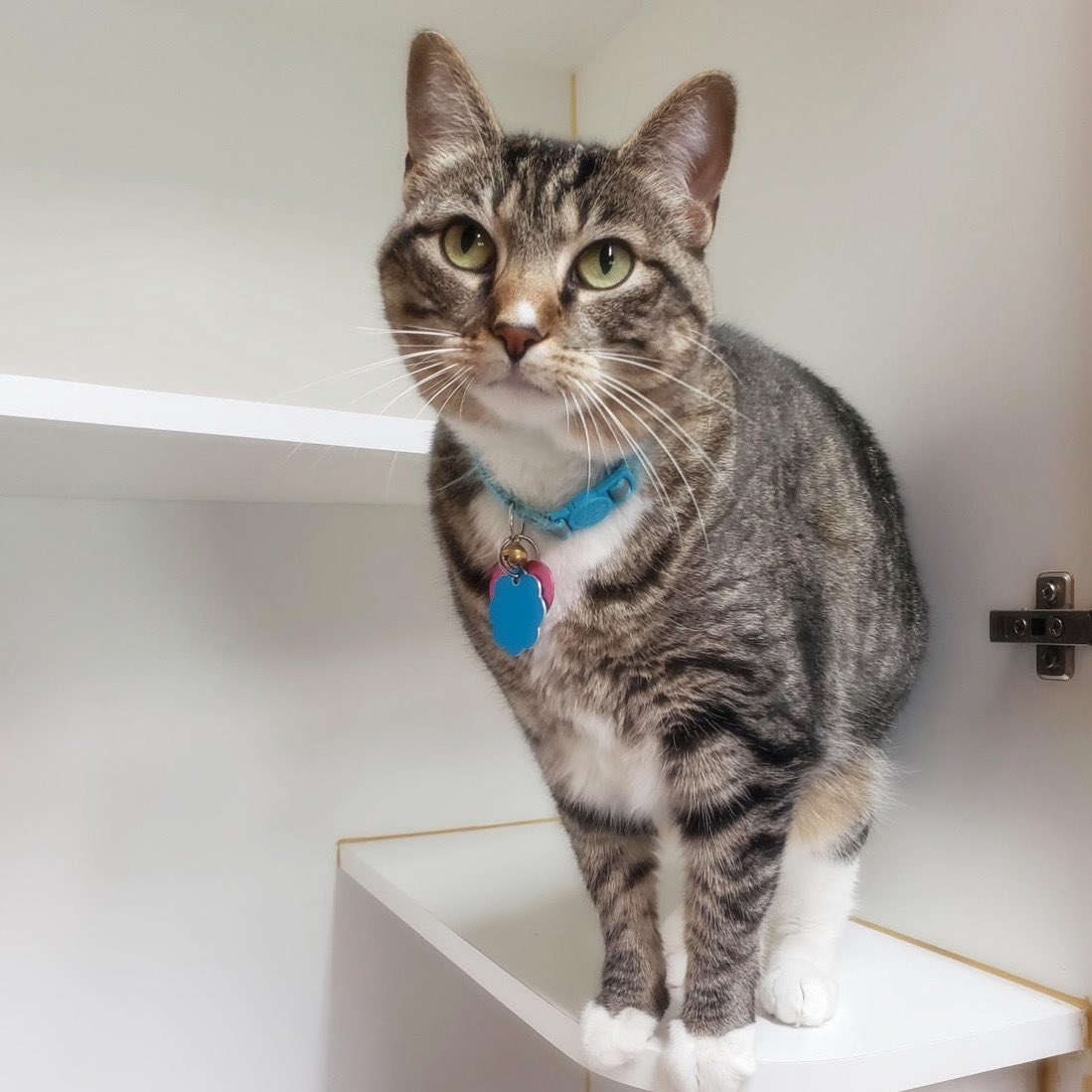 PoundstoneInst's tweet photo. The CAT OF THE WEEK is: Reisling from Wichita, KS! #cats #caturday #catoftheweek #podcast #nobodylistenstopaulapoundstone https://t.co/1C9zhEutai