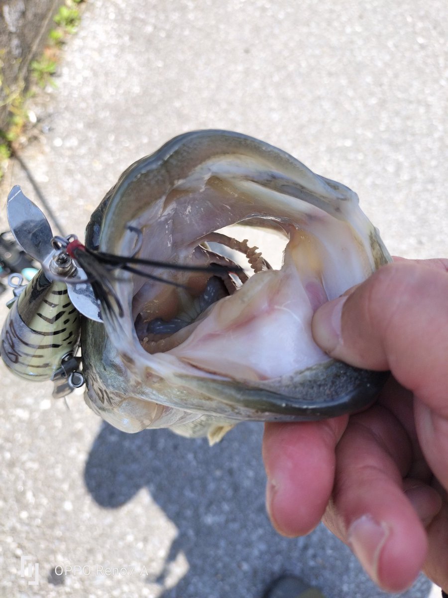 HetareFisherman's tweet photo. どうやら今日釣れたモデルがカスタムモデルとノーマルでウェイトが違うみたいでデカハネGPにはノーカンで😅
なので先程の投稿は誤解を招く為消去させて頂きました。
イイね、コメント下さった方申し訳ございません🙇
#坂川チャレンジ
#fcllabo
#パタクロ
#今年通算9本目 https://t.co/LcXJE1Feq4