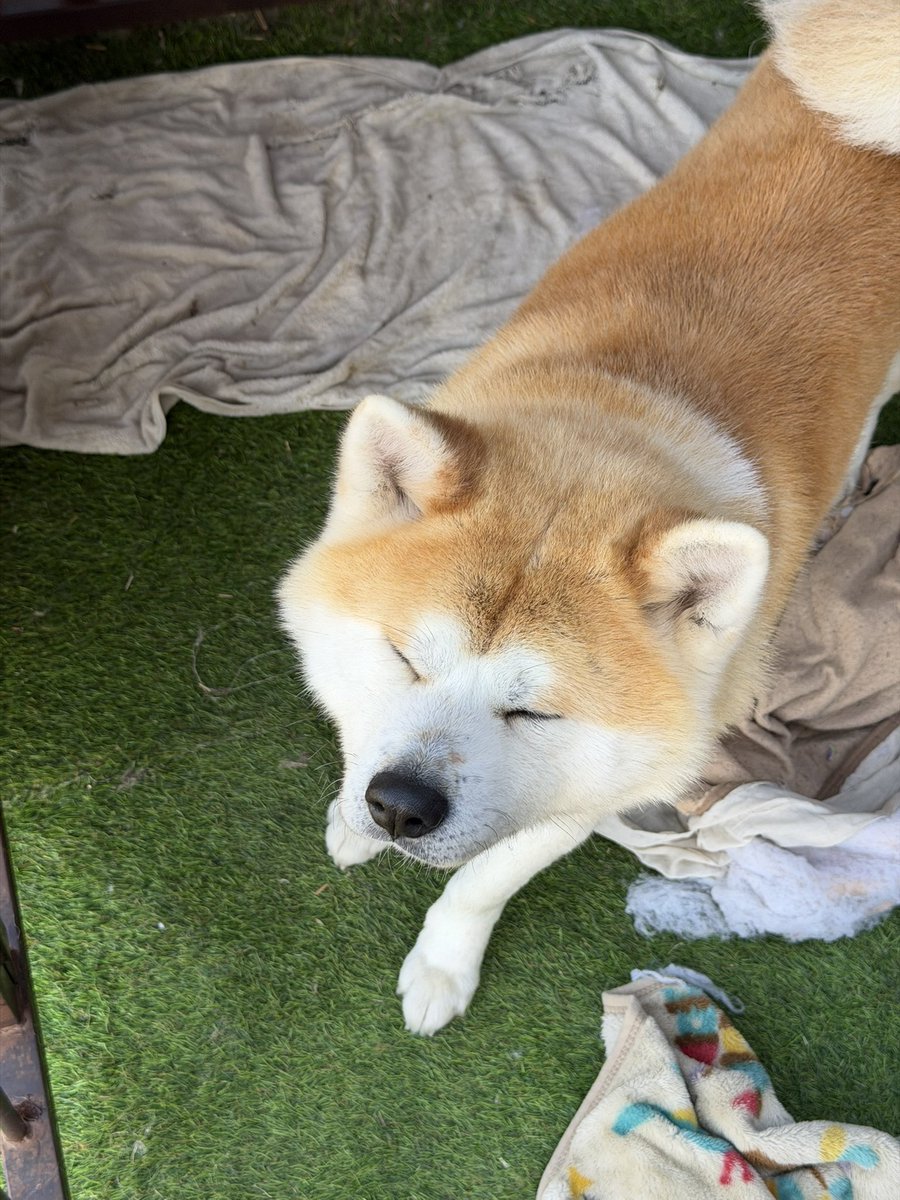 大福とおはぎ（秋田犬） tweet media