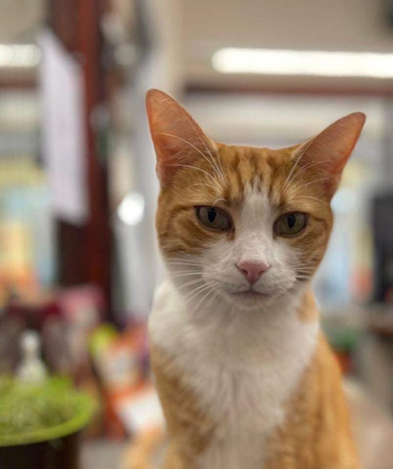 George The Stourbridge Junction Station Cat tweet media
