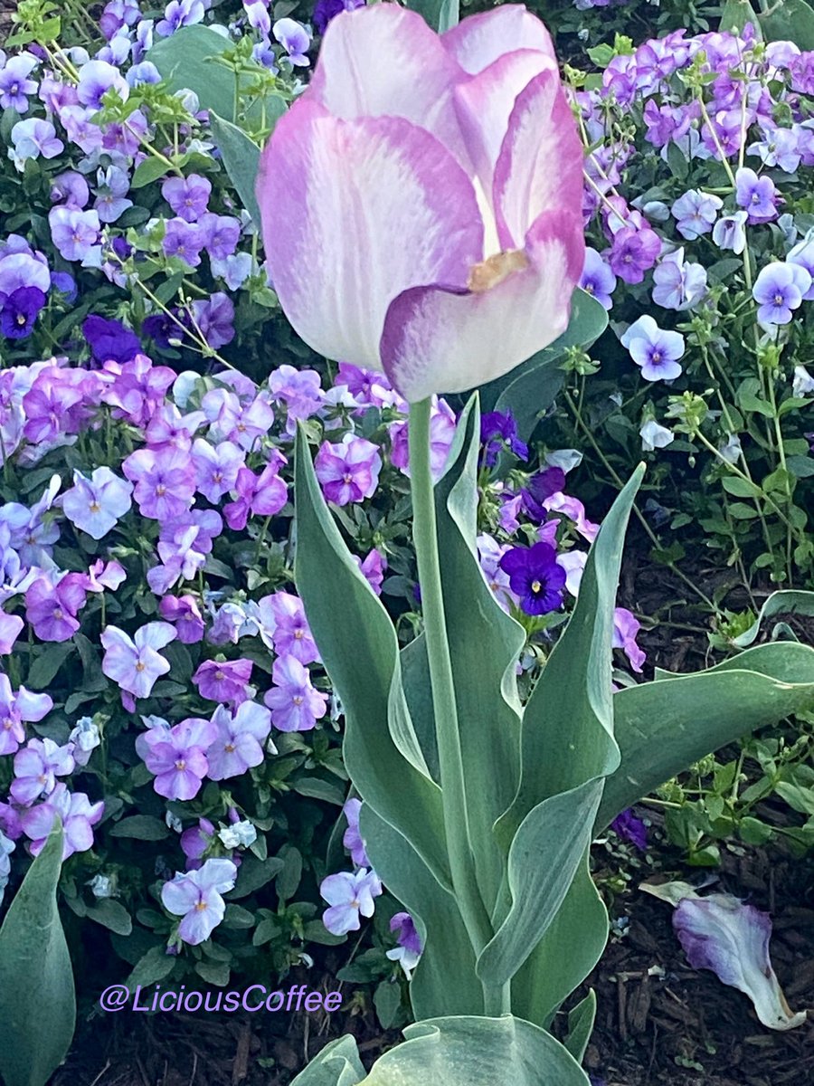 LiciousCoffee's tweet image. It’s #Saturday &amp;amp; the #Tradition continues until FOREVER

💜❤️🤍We started the day Giving Her💐
We’ll end Our #AnitaBaker Saturday
with Flowers🌷

A Muse +🌳+Nature+Inspiration+Imagination=💝

😘My🌳interpretations For #AnitaBakerSaturdays 👸🏽🙌🏾