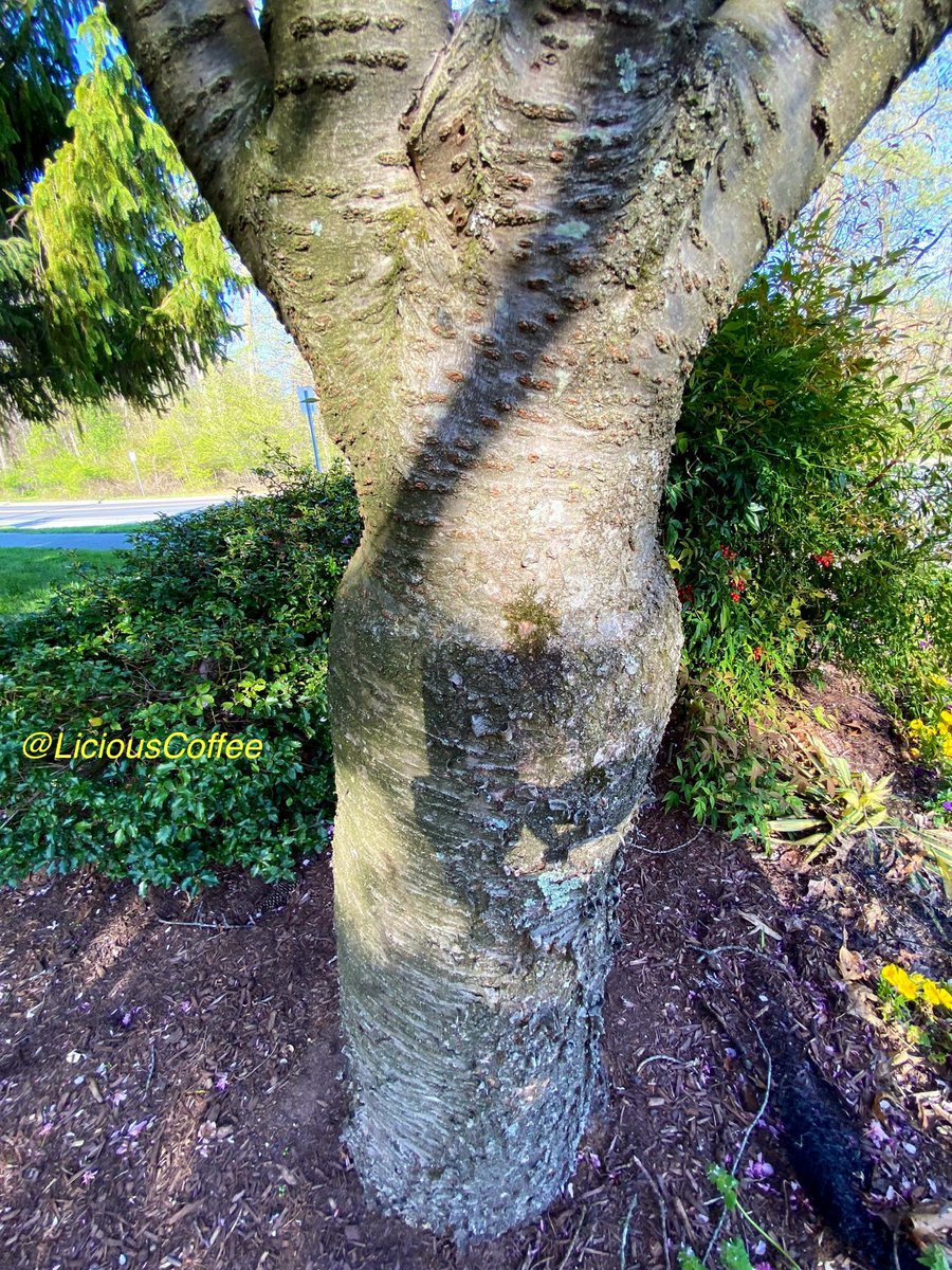 LiciousCoffee's tweet image. It’s #Saturday &amp;amp; the #Tradition continues until FOREVER

💜❤️🤍We started the day Giving Her💐
We’ll end Our #AnitaBaker Saturday
with Flowers🌷

A Muse +🌳+Nature+Inspiration+Imagination=💝

😘My🌳interpretations For #AnitaBakerSaturdays 👸🏽🙌🏾