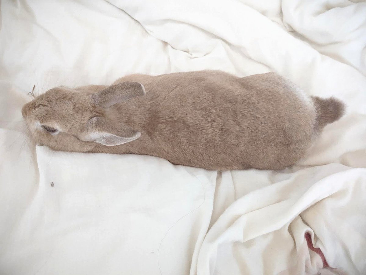 回遊堂 tweet media