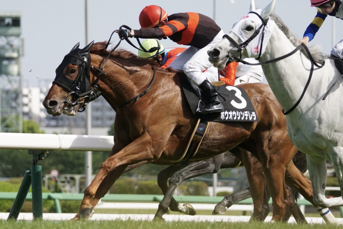 studiotakao's tweet photo. 今日のホウオウっ仔

中山９Ｒ　野島崎特別
４歳上牝馬２勝クラス
ホウオウシンデレラ　３着

終いの時も届かずは悔しい😣

しかし前が止まらない
更に1.57.4って💦 https://t.co/deD9jFegJp