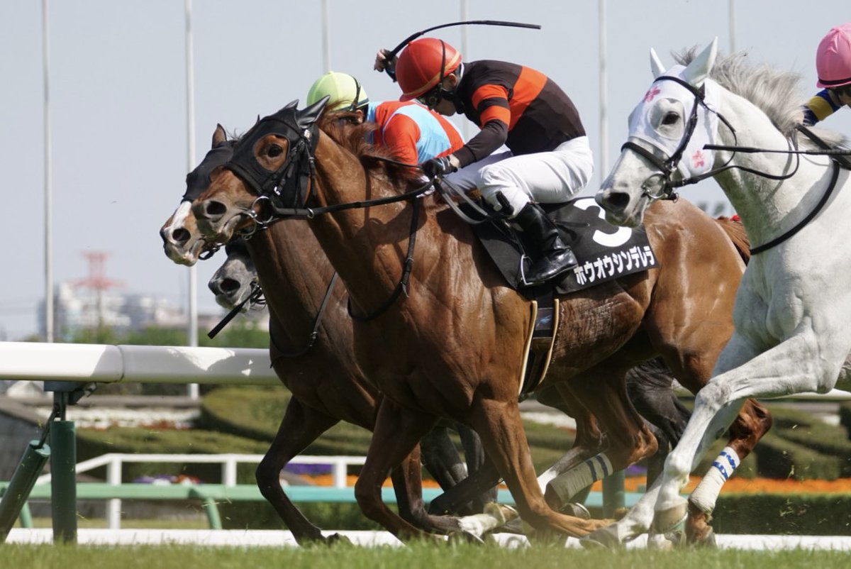 studiotakao's tweet photo. 今日のホウオウっ仔

中山９Ｒ　野島崎特別
４歳上牝馬２勝クラス
ホウオウシンデレラ　３着

終いの時も届かずは悔しい😣

しかし前が止まらない
更に1.57.4って💦 https://t.co/deD9jFegJp
