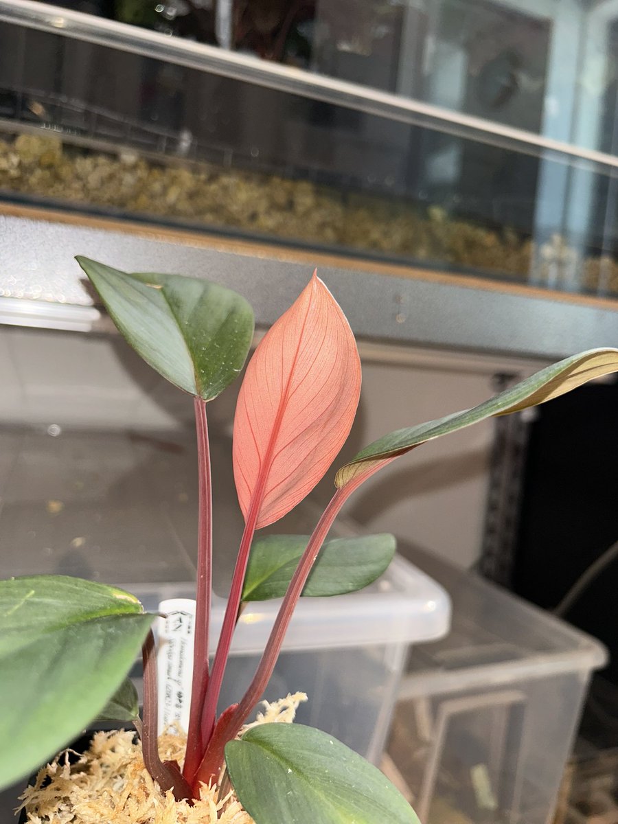 Avi Plants (アヴィプランツ) tweet media