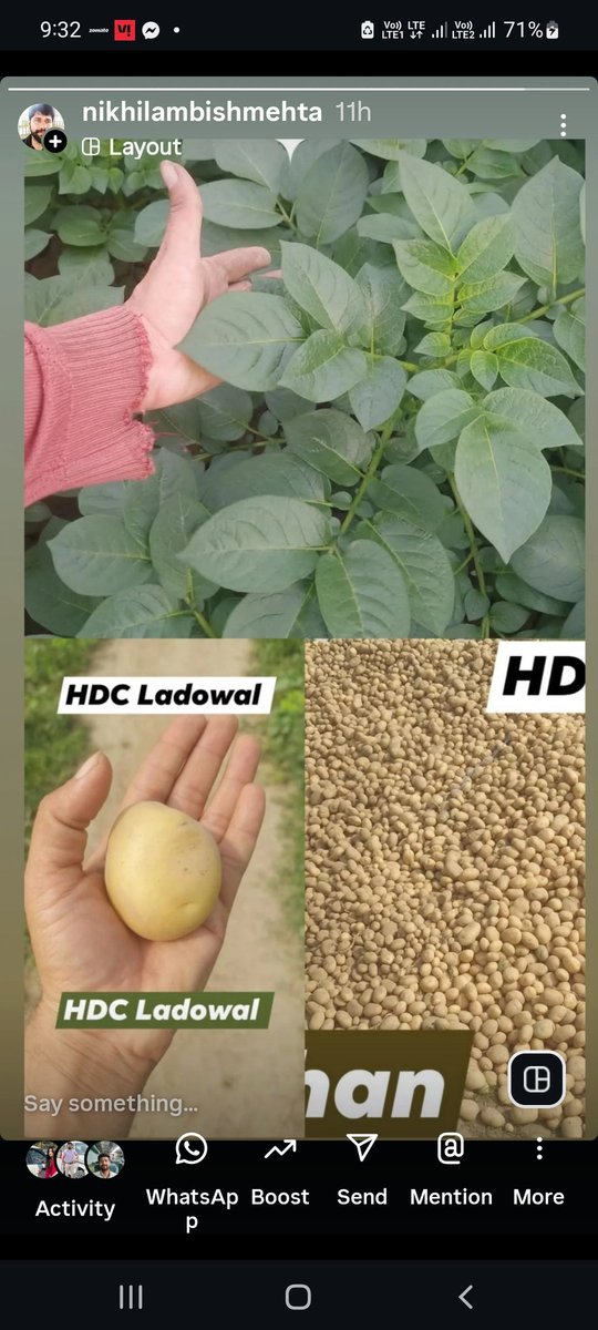 ambish24's tweet photo. Kufri Mohan variety of Potato https://t.co/xCTvdIhLqX