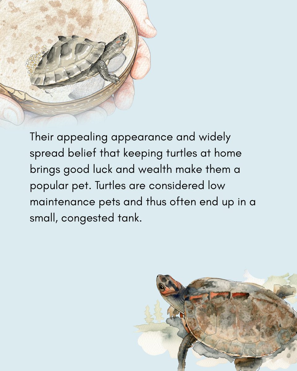GreenhoodNepal's tweet image. Turtles are not #pets, they belong in the #wild.

Let’s respect their natural habitat and stop keeping turtles and tortoises as pets. Let them live free, where they truly belong. 

#nationalwildlifeweek