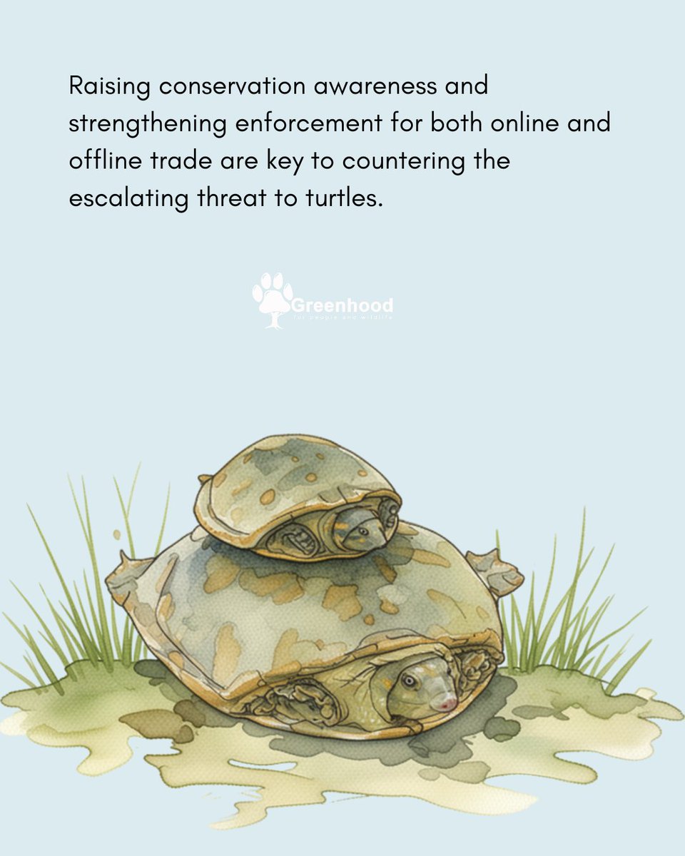 GreenhoodNepal's tweet image. Turtles are not #pets, they belong in the #wild.

Let’s respect their natural habitat and stop keeping turtles and tortoises as pets. Let them live free, where they truly belong. 

#nationalwildlifeweek