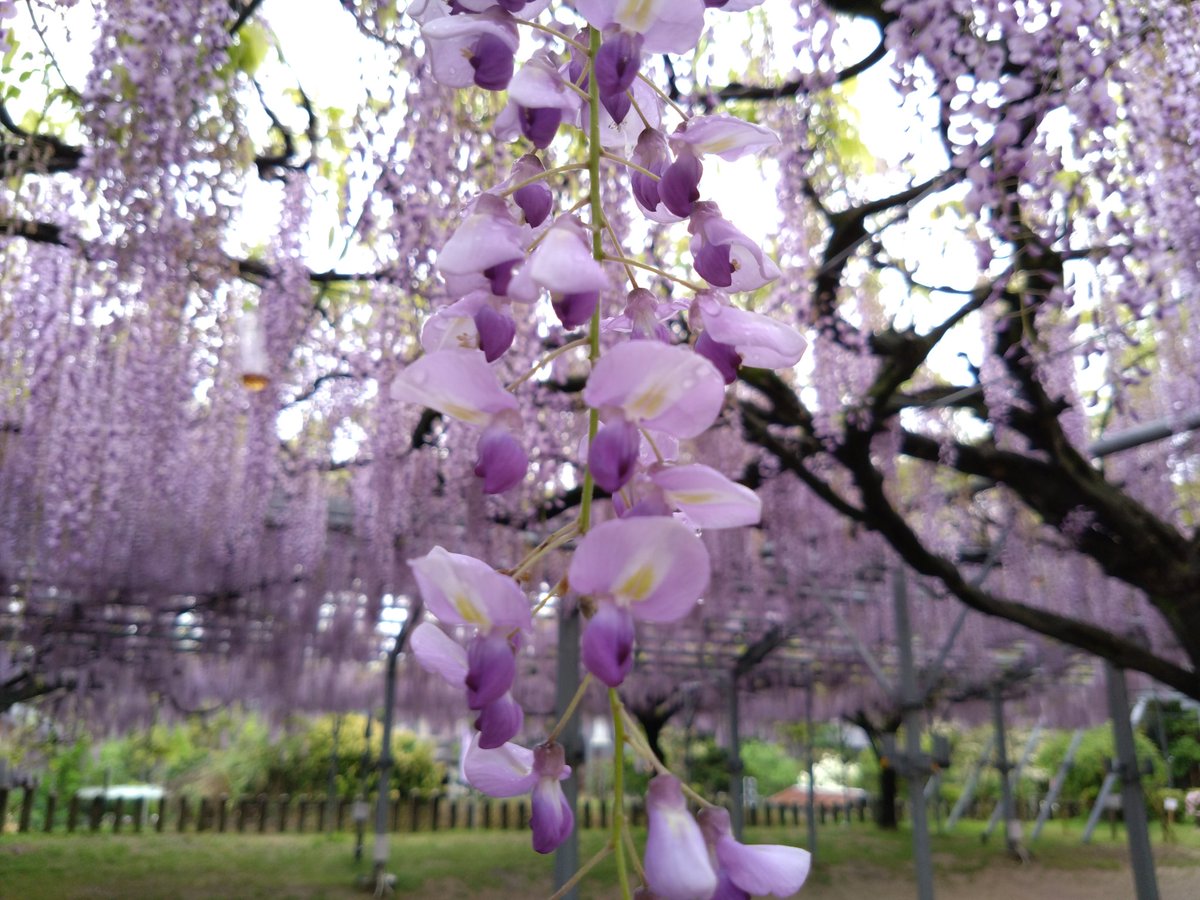 熊本県の玉名市にある山田日吉神社
そこに県の天然記念物に樹齢200年と言われている山田の藤
今日はあいにくの雨模様でしたが、ちょうど見頃でした