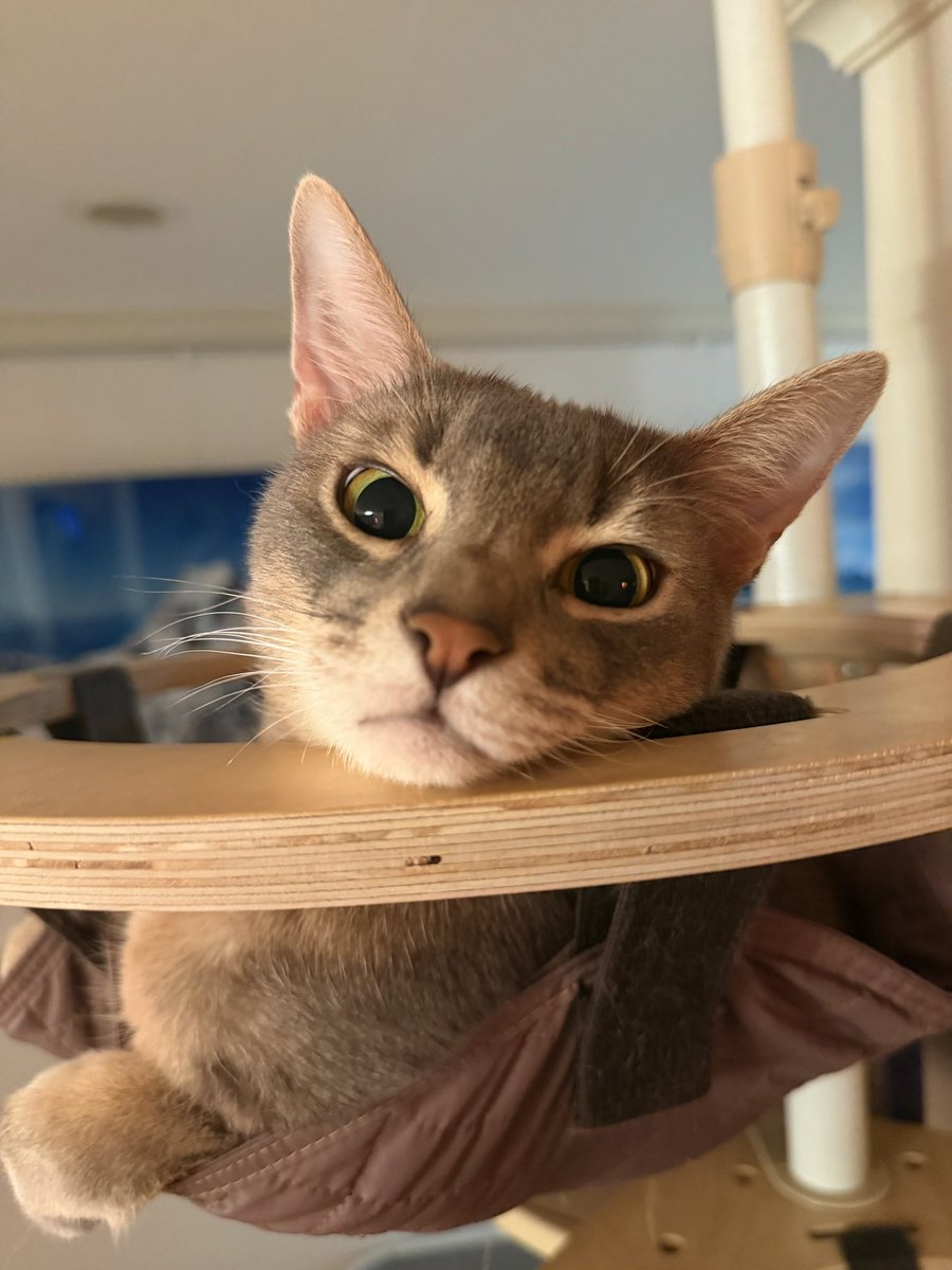 俊俊 ❄️ XIAOJUN JUDYDOLL tweet media