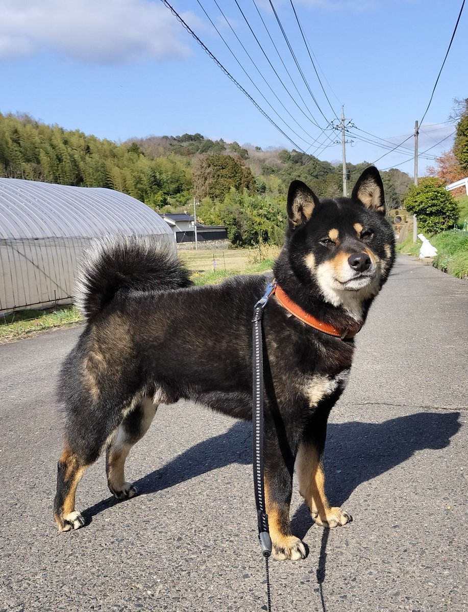 黒柴かげとら tweet media