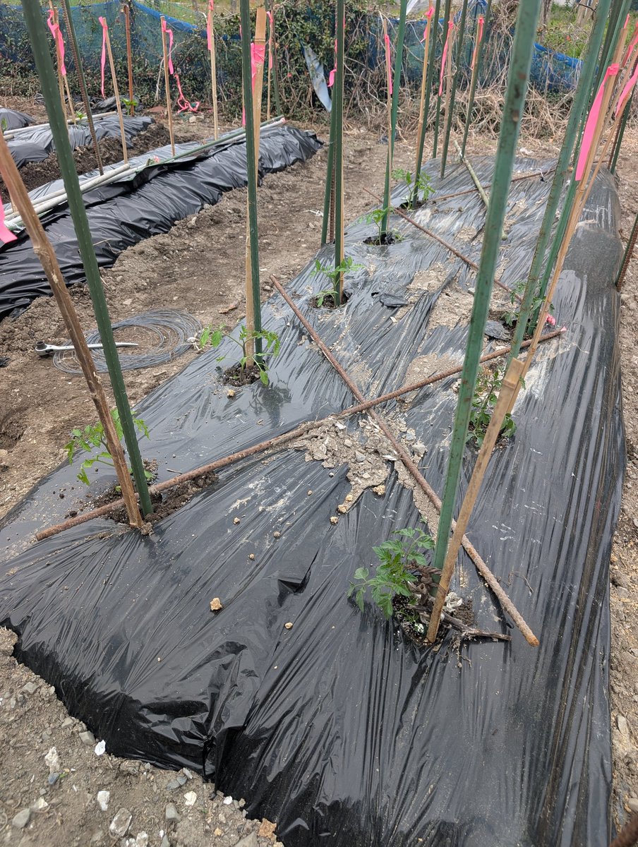 ぱぱーん tweet media