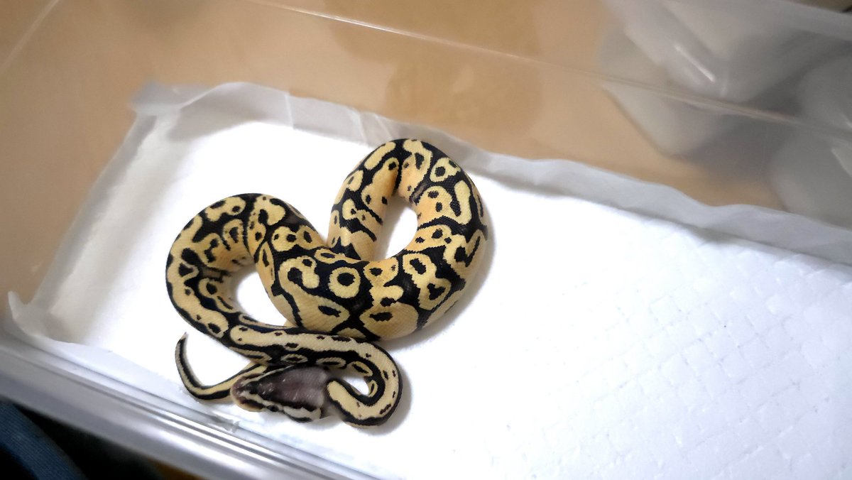 ぜんぶいいな。
#ボールパイソン
#あまやどり
#NEWReptilesDay