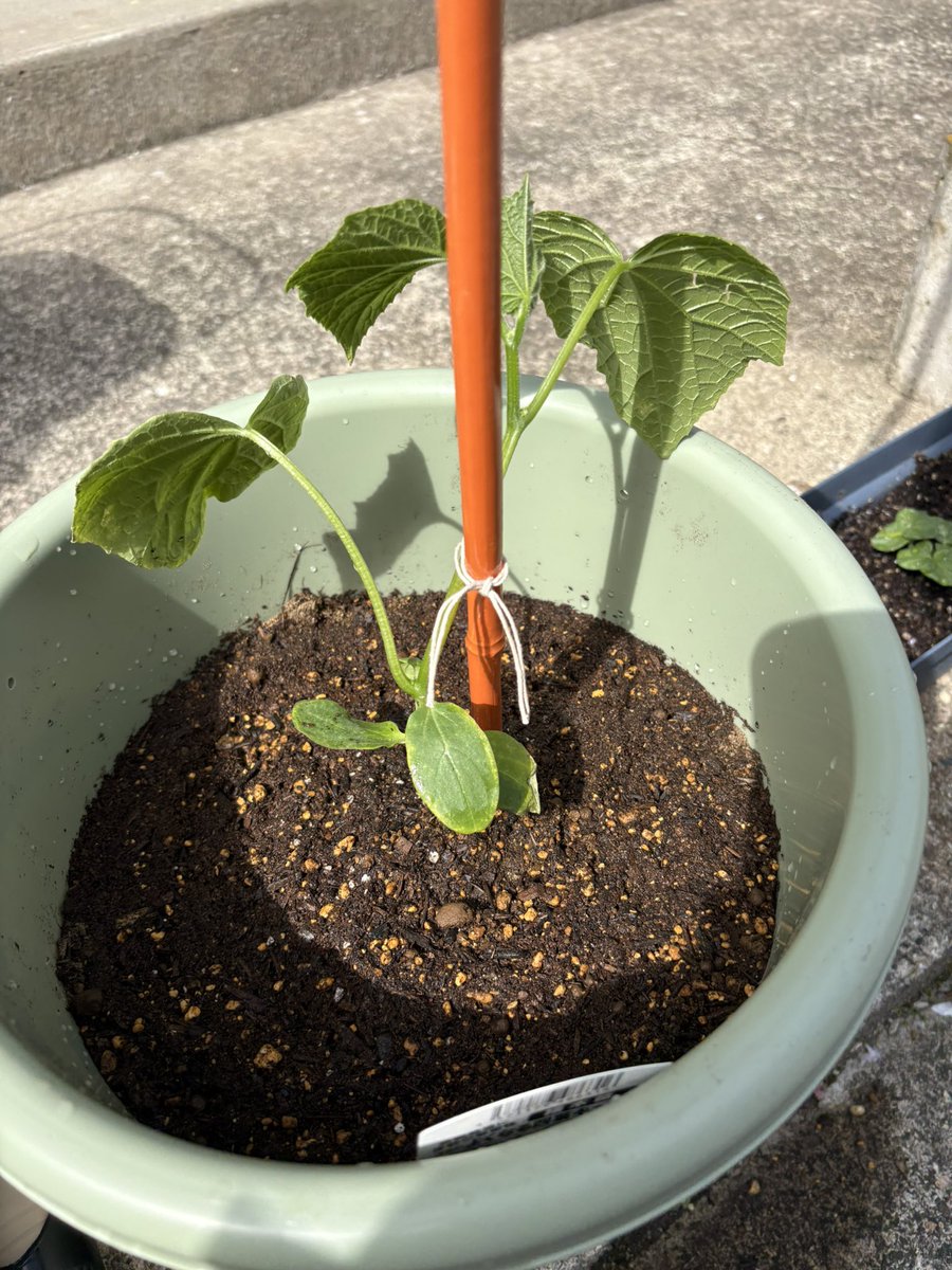 *ぽむちゃ㌨* 【BLIV1】【討伐凸隊】 tweet media