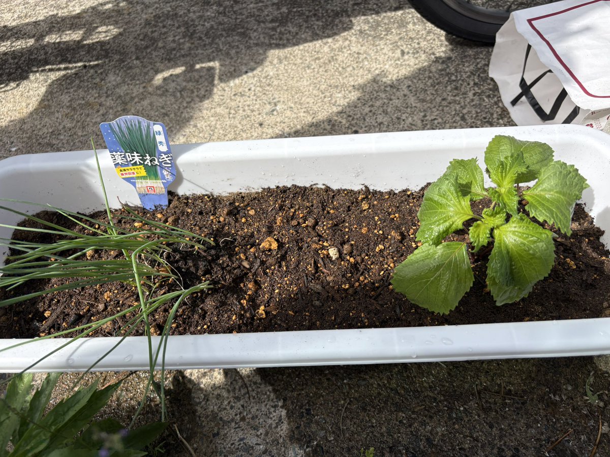 *ぽむちゃ㌨* 【BLIV1】【討伐凸隊】 tweet media