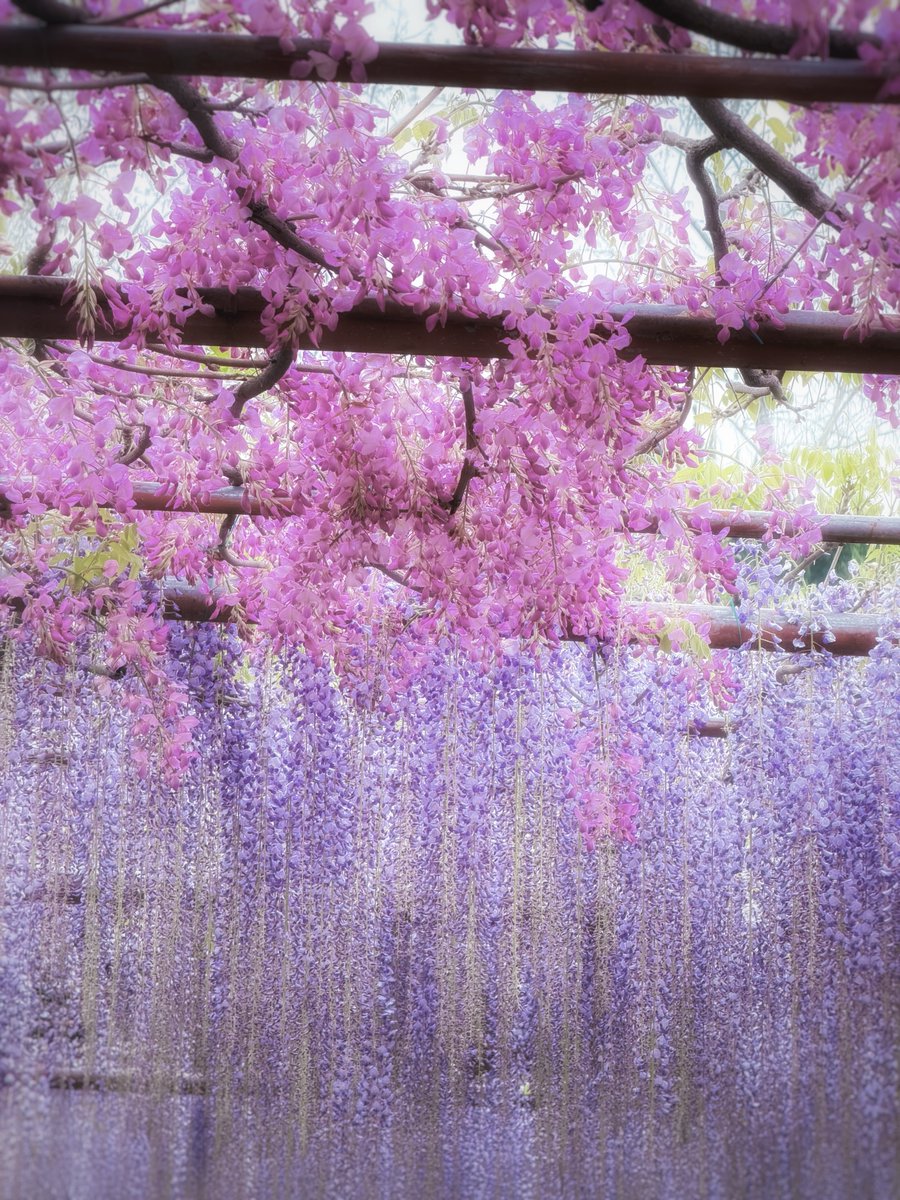 Kyleravi & Blooming Cha tweet media