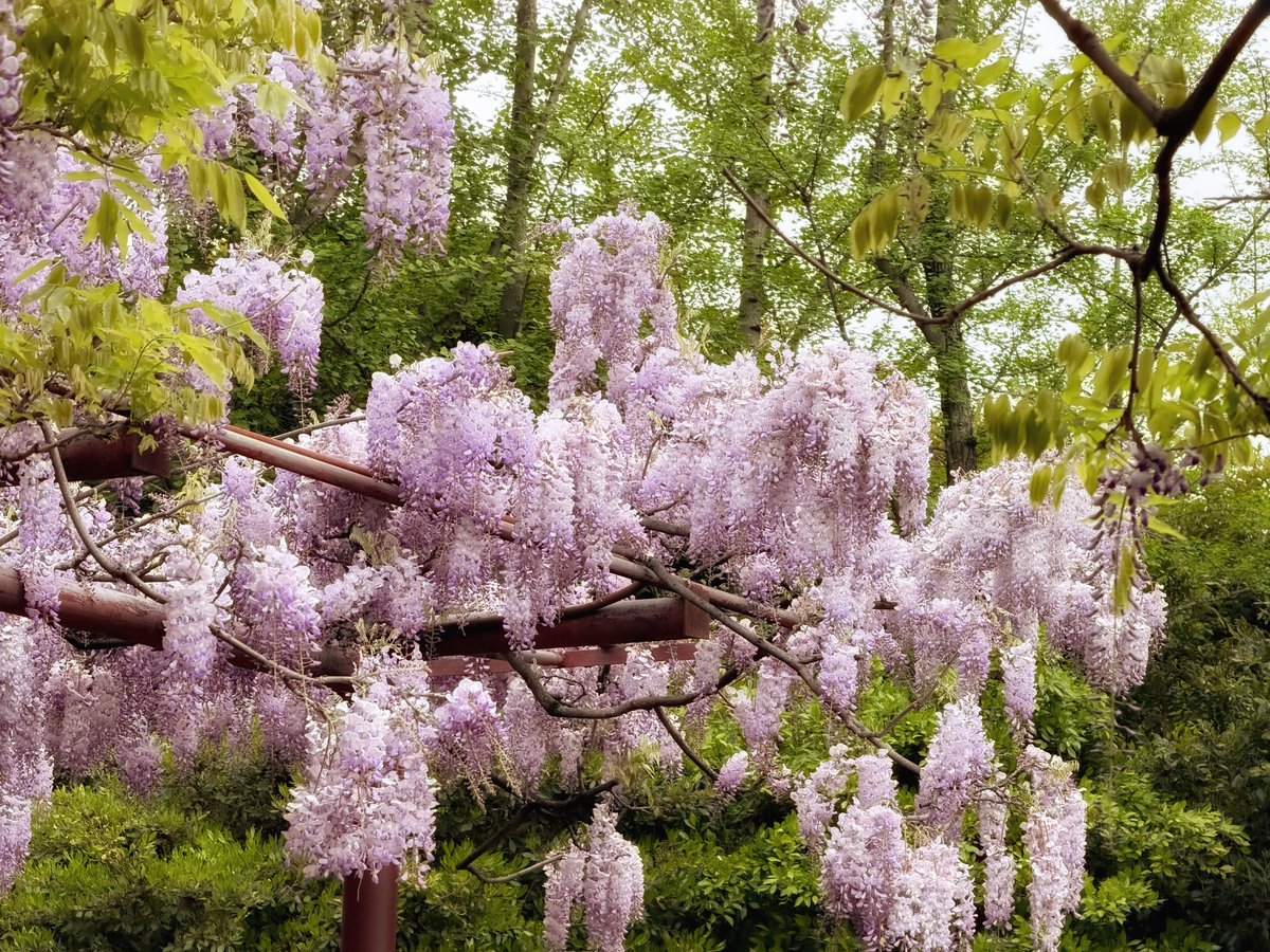 Kyleravi & Blooming Cha tweet media