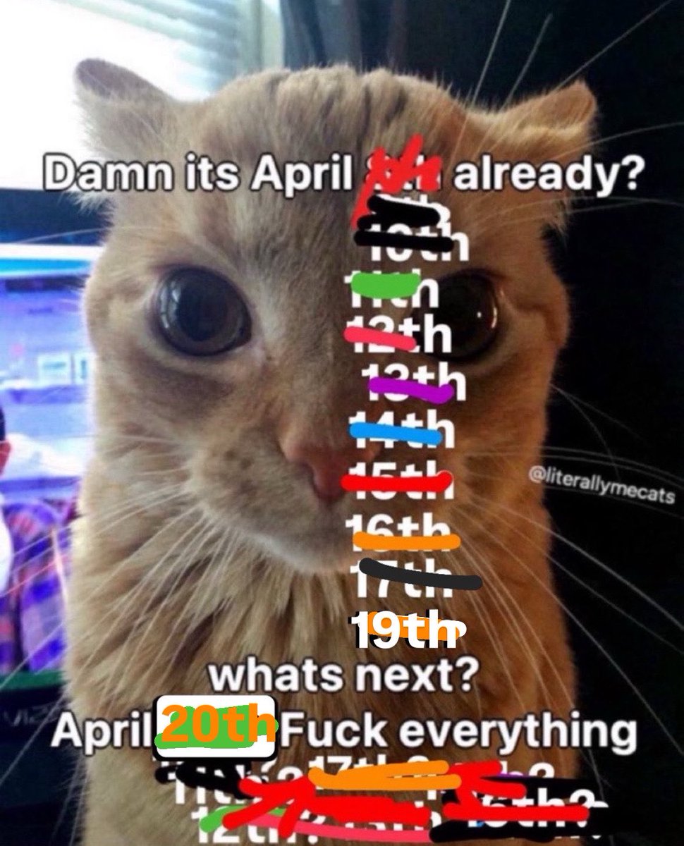 LiterallyMeCats (@literallymecats) on Twitter photo 