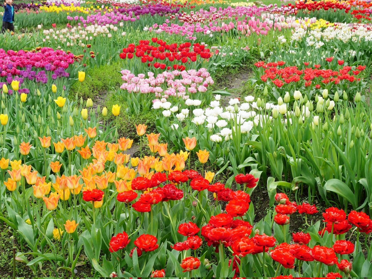 ❄️きんかんなまなま❄️ tweet media