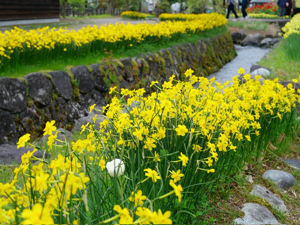 ❄️きんかんなまなま❄️ tweet media