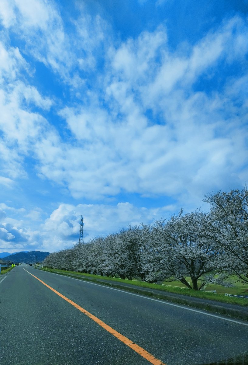 LostInSunin's tweet photo. 📍 日野川河川敷
💬
春が来た。
桜並木の下を、車で走る。
見上げれば、青い空。
この景色も、きっとすぐに
夏へと変わっていく。
#LostInSanin #山陰の春 #鳥取県 https://t.co/4Ta75y9yrv