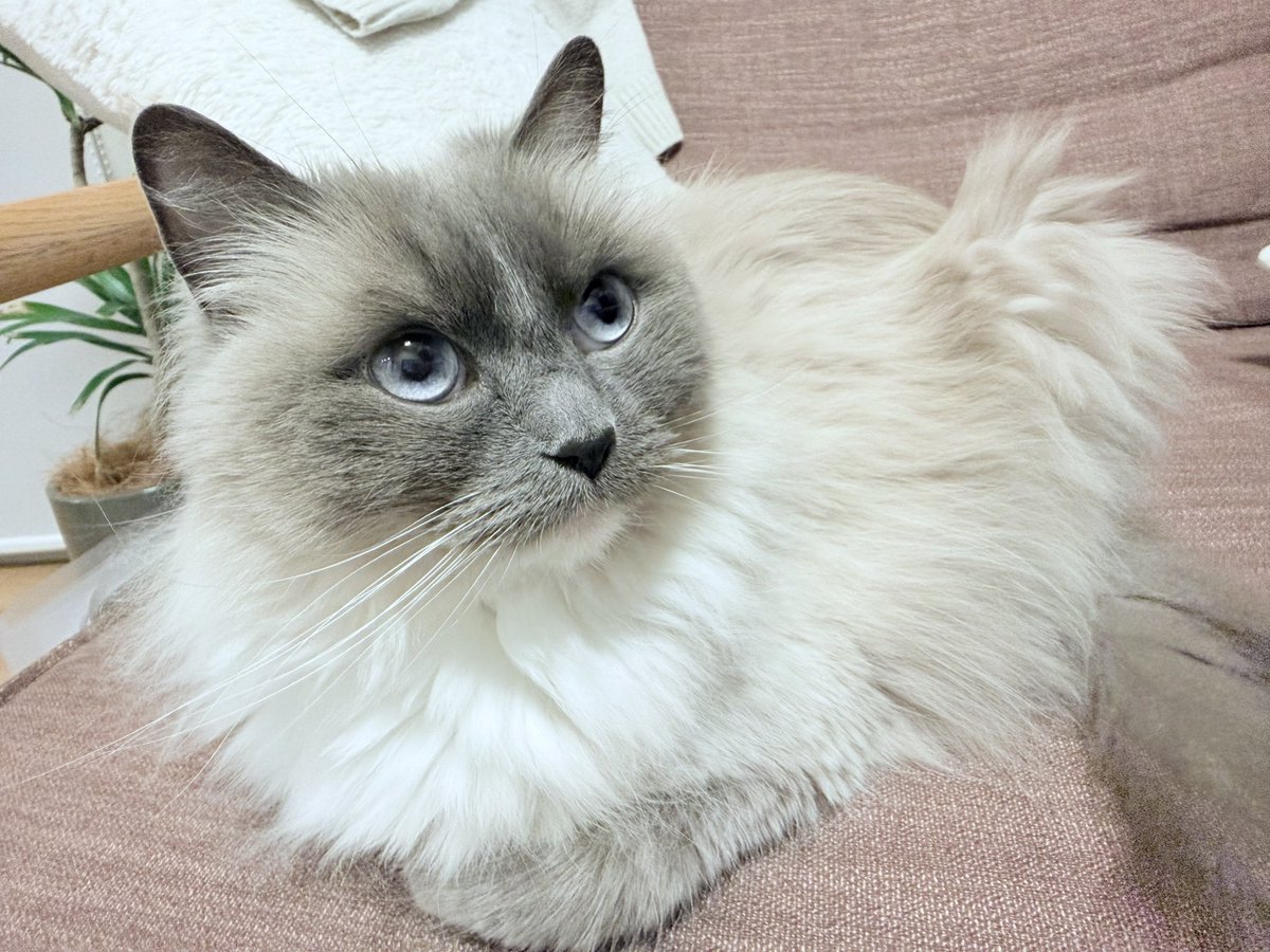 あついね🐱☀️
#猫 #メインクーン #ラグドール #cats