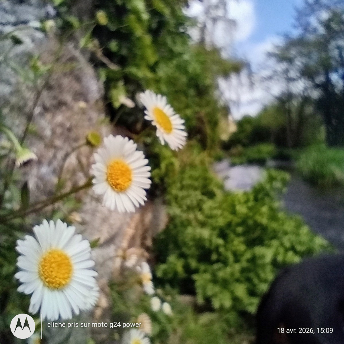 En bordure du #Gouët dans le bourg de #Quintin. C'est vraiment à proximité du grand parking sous le château. #SaintBrieucArmorAgglo #Bretagne #CôtesdArmor